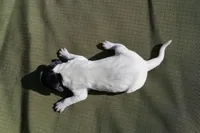 Puppy #9, a female German Shorthaired Pointer for sale in Evansville, WY – 2 of 2