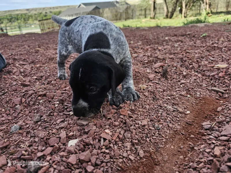 Puppy #8 – German Shorthaired Pointer puppy for sale in Evansville, WY