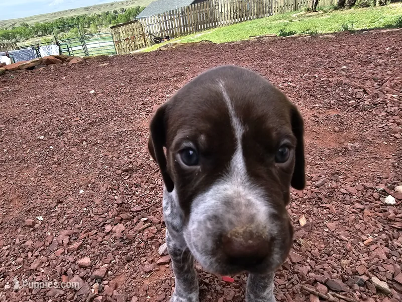 Puppy #3 – German Shorthaired Pointer puppy for sale in Evansville, WY