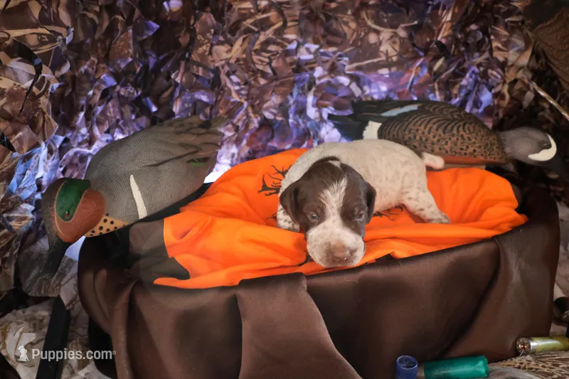 Puppy #4 – German Shorthaired Pointer puppy for sale in Evansville, WY