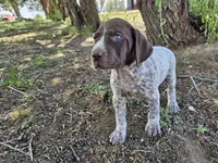 Puppy #3, a male German Shorthaired Pointer for sale in Evansville, WY – 6 of 10