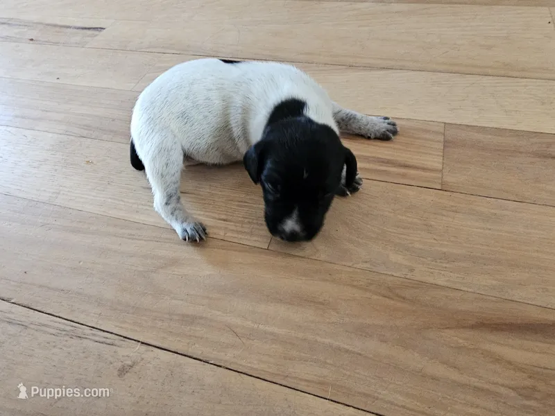 Puppy #10 – German Shorthaired Pointer puppy for sale in Evansville, WY