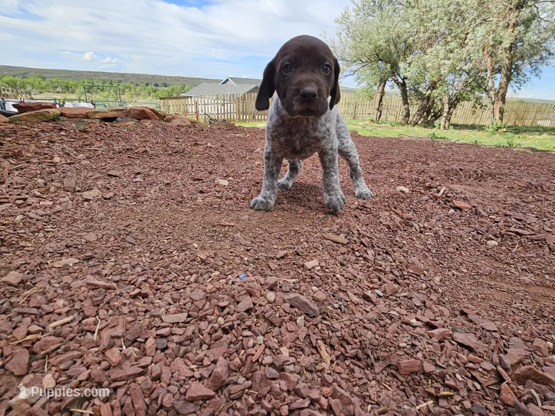 Puppy #1 – German Shorthaired Pointer puppy for sale in Evansville, WY