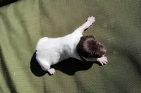 Puppy #1, a female German Shorthaired Pointer for sale in Evansville, WY – 1 of 2