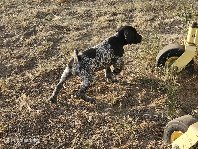 Puppy #7 – German Shorthaired Pointer puppy for sale in Evansville, WY