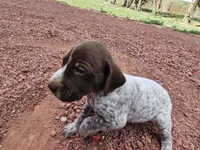 Puppy #3, a male German Shorthaired Pointer for sale in Evansville, WY – 9 of 10