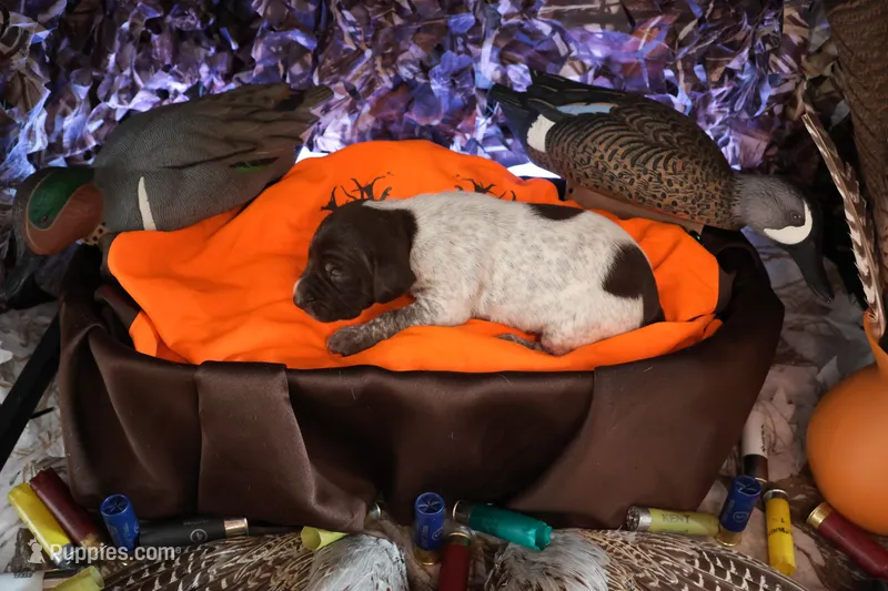 Puppy #5 – German Shorthaired Pointer puppy for sale in Evansville, WY