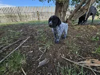 Puppy #9, a female German Shorthaired Pointer for sale in Evansville, WY – 5 of 10