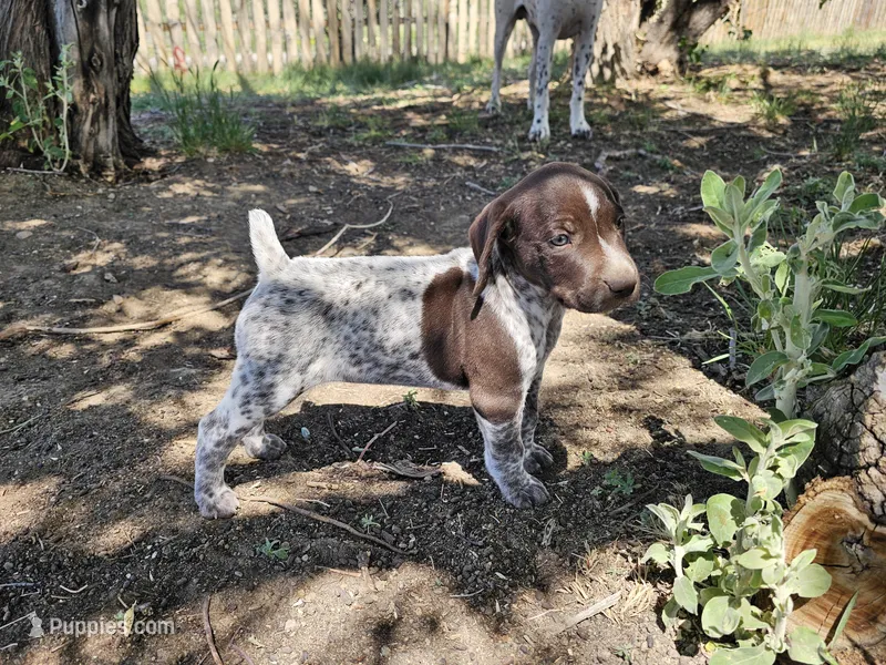 Puppy #2 – German Shorthaired Pointer puppy for sale in Evansville, WY