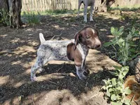 Puppy #2, a male German Shorthaired Pointer for sale in Evansville, WY – 4 of 9