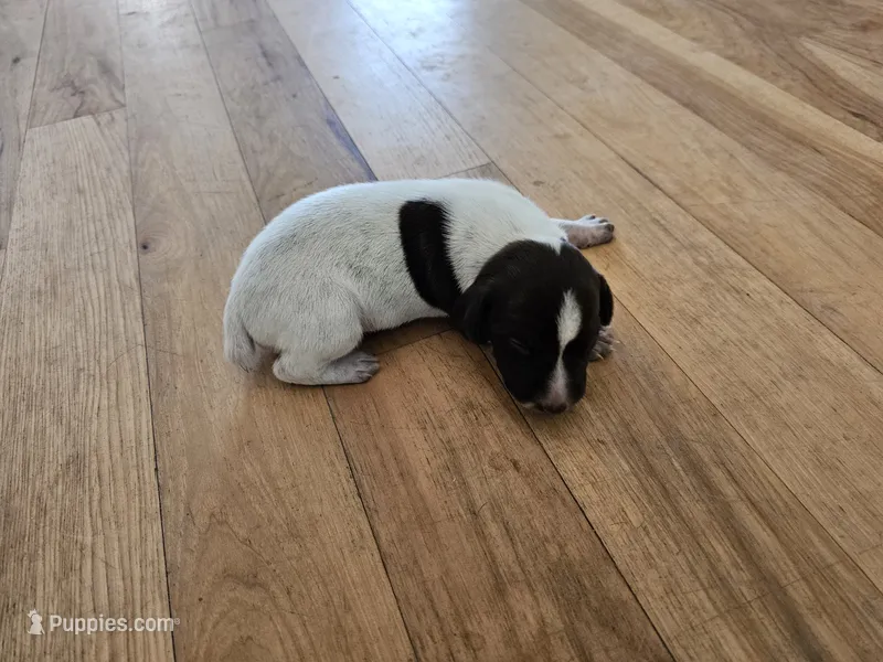 Puppy #2 – German Shorthaired Pointer puppy for sale in Evansville, WY