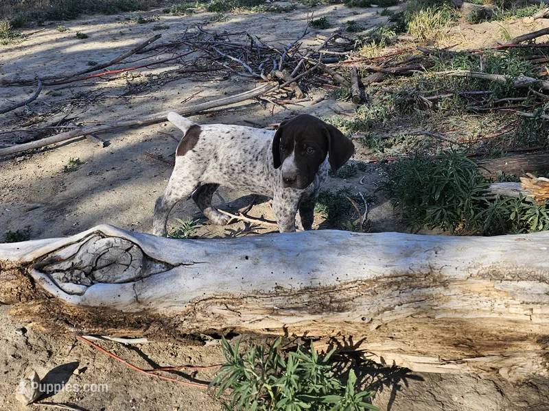 Puppy #3 – German Shorthaired Pointer puppy for sale in Evansville, WY