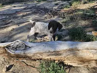 Puppy #3, a male German Shorthaired Pointer for sale in Evansville, WY – 1 of 10