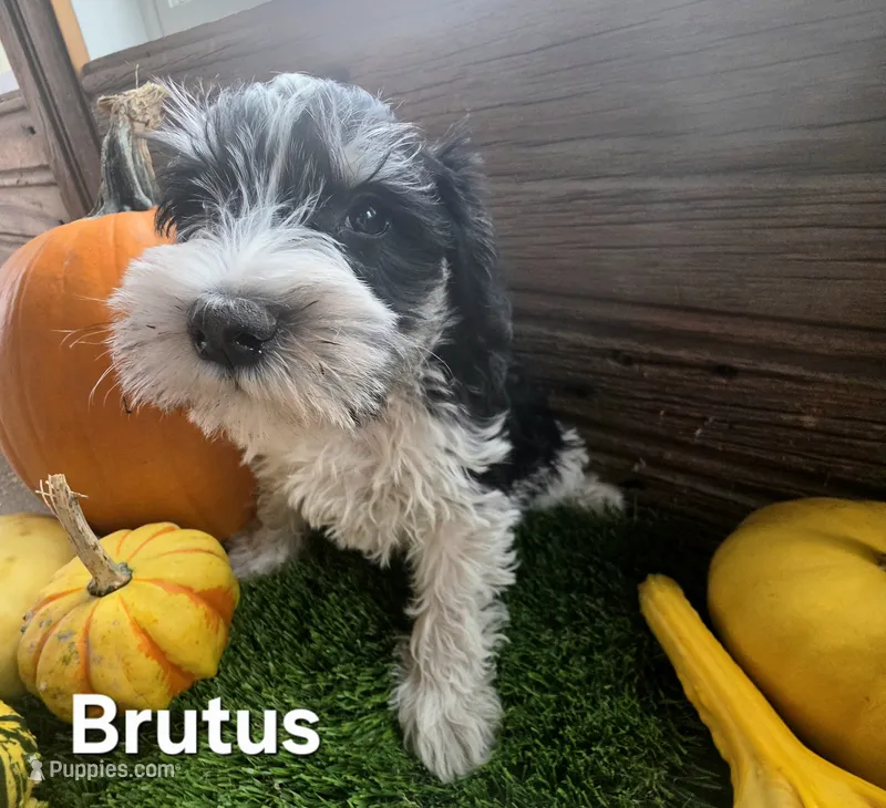 Brutus – Miniature Schnauzer puppy for sale in Portland, IN