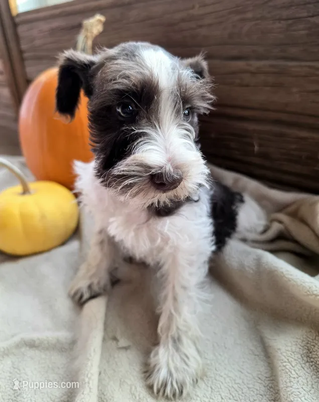 Bertha – Miniature Schnauzer puppy for sale in Portland, IN