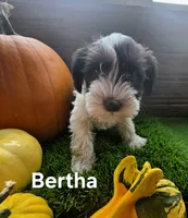 Bertha, a female Miniature Schnauzer for sale in Portland, IN – 2 of 4