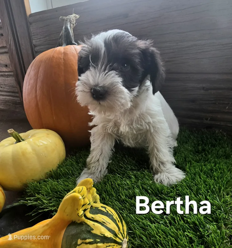 Bertha – Miniature Schnauzer puppy for sale in Portland, IN