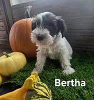 Bertha, a female Miniature Schnauzer for sale in Portland, IN – 1 of 4