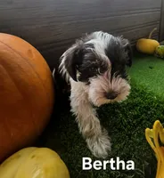 Bertha, a female Miniature Schnauzer for sale in Portland, IN – 3 of 4