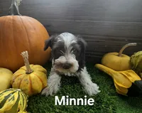 Minnie , a female Miniature Schnauzer for sale in Portland, IN – 1 of 4