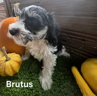 Brutus, a male Miniature Schnauzer for sale in Portland, IN – 2 of 4