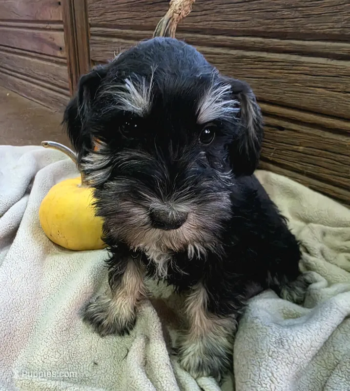 Shadow – Miniature Schnauzer puppy for sale in Portland, IN