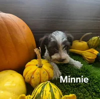 Minnie , a female Miniature Schnauzer for sale in Portland, IN – 4 of 4