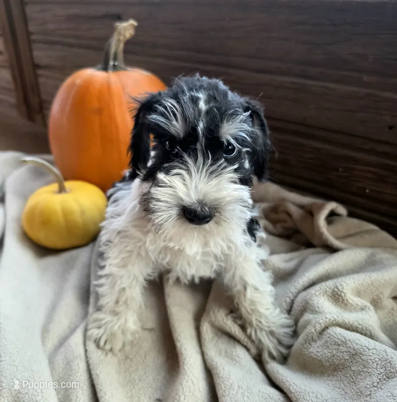 Brutus – Miniature Schnauzer puppy for sale in Portland, IN