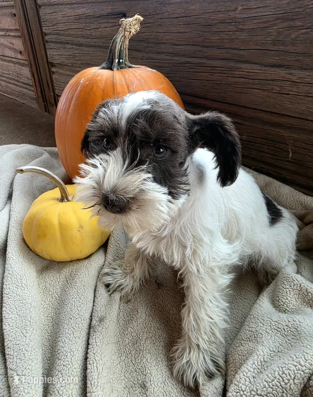 Minnie  – Miniature Schnauzer puppy for sale in Portland, IN