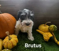 Brutus, a male Miniature Schnauzer for sale in Portland, IN – 4 of 4