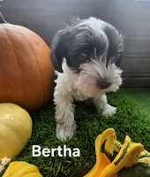 Bertha, a female Miniature Schnauzer for sale in Portland, IN – 4 of 4