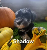 Shadow, a male Miniature Schnauzer for sale in Portland, IN – 2 of 3
