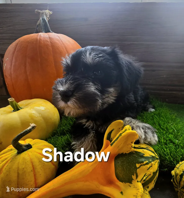 Shadow – Miniature Schnauzer puppy for sale in Portland, IN