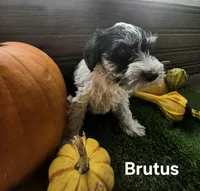 Brutus, a male Miniature Schnauzer for sale in Portland, IN – 3 of 4