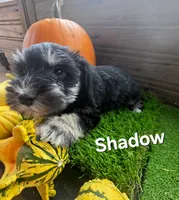 Shadow, a male Miniature Schnauzer for sale in Portland, IN – 3 of 3