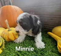 Minnie , a female Miniature Schnauzer for sale in Portland, IN – 3 of 4