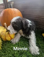Minnie , a female Miniature Schnauzer for sale in Portland, IN – 2 of 4