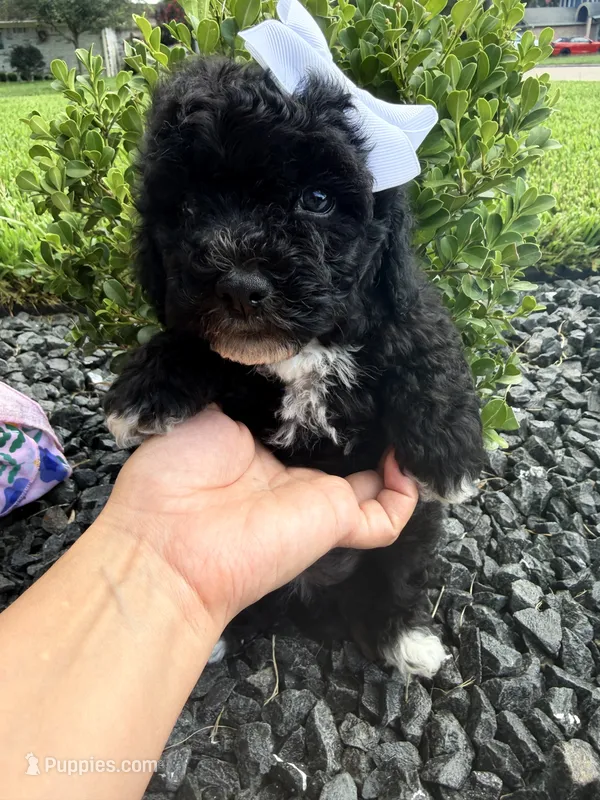 Oreo – Poodle - Toy  puppy for sale in Houston, TX
