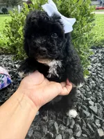 Oreo, a female Poodle - Toy  for sale in Houston, TX – 1 of 4