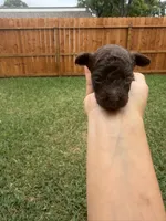 Honey 1, a female Poodle - Toy  for sale in Houston, TX – 2 of 5