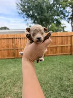 Chicoo, a male Poodle - Toy  for sale in Houston, TX – 2 of 3