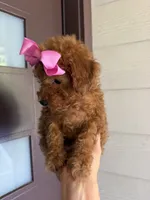 Honey, a female Poodle - Toy  for sale in Houston, TX – 3 of 4