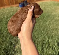 Ginger , a male Poodle - Toy  for sale in Houston, TX – 2 of 5