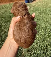 Ginger , a male Poodle - Toy  for sale in Houston, TX – 3 of 5