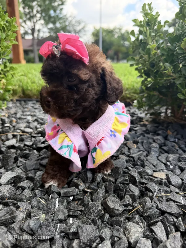 Sophia  – Poodle - Toy  puppy on hold in Houston, TX