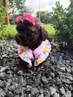 Sophia , a female Poodle - Toy  for sale in Houston, TX – 1 of 5