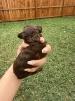 Honey 1, a female Poodle - Toy  for sale in Houston, TX – 4 of 5