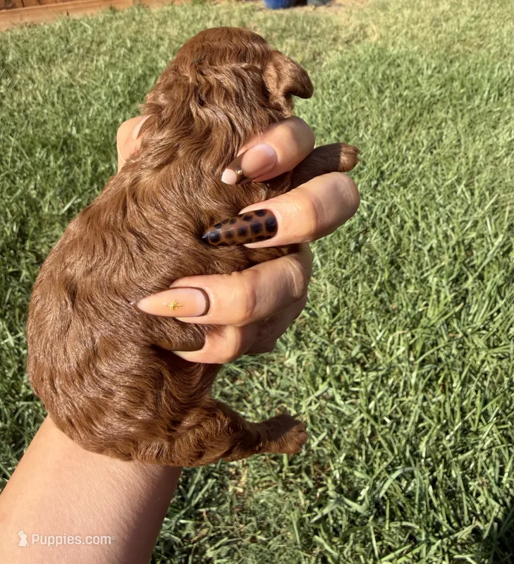 Ginger  – Poodle - Toy  puppy for sale in Houston, TX