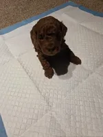 Sami, a female Poodle - Toy  for sale in Houston, TX – 2 of 2