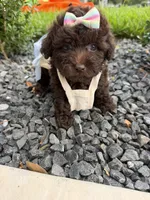 lili, a female Poodle - Toy  for sale in Houston, TX – 2 of 3